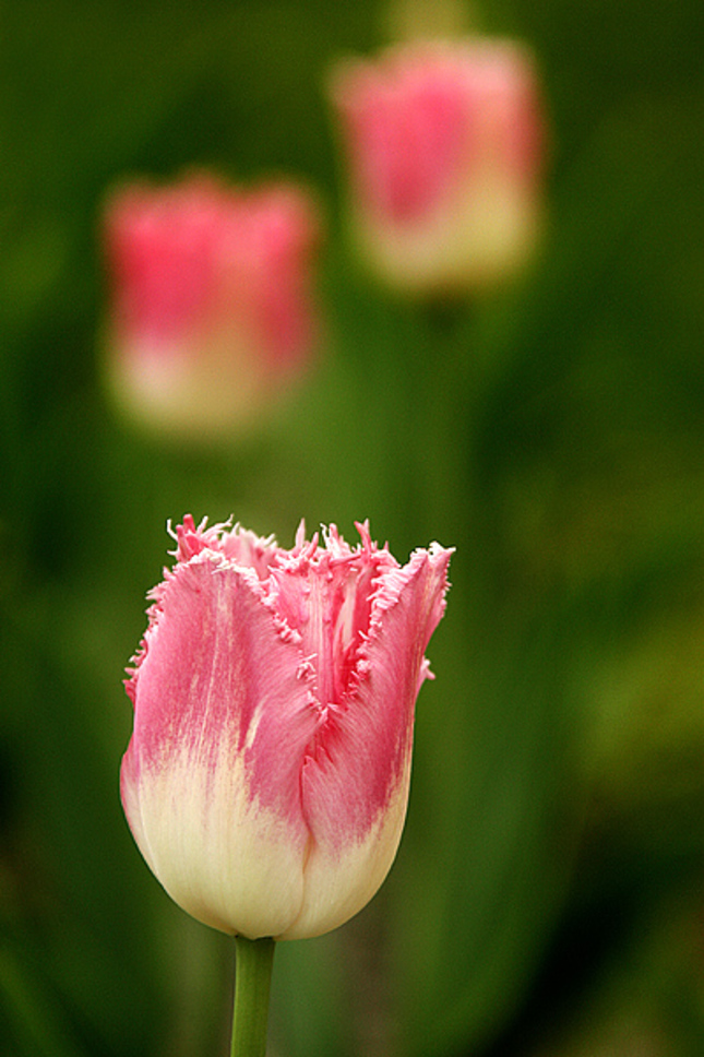 TulipIII