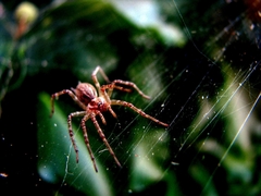 Wild Spider