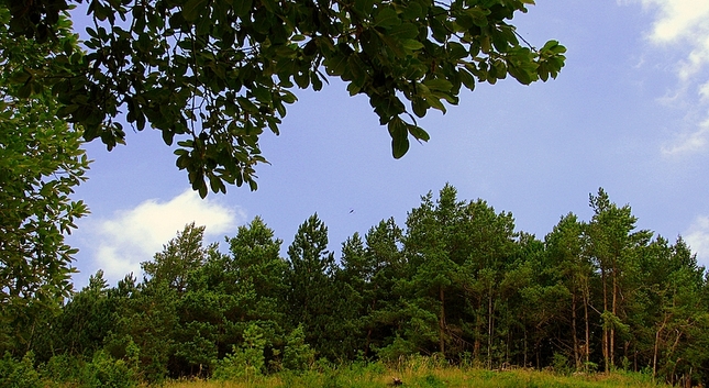 Lesná panoráma