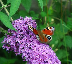 motylia siesta