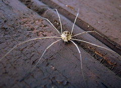 Opilio parietinus