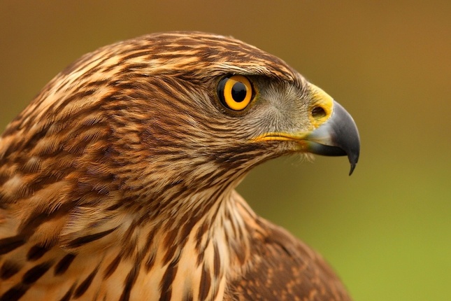 Accipiter gentilis /Jastrab lesn