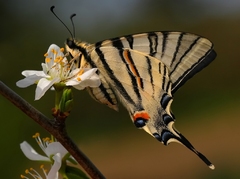 Vidlochvost ovocný Iphiclides po