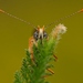 hnedáčik mriežkovaný (Melitaea c