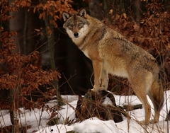 Canis lupus /Vlk dravý /
