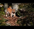 Rys ostrovid /Lynx lynx/
