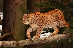 Rys ostrovid /Lynx lynx/