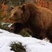 Medveď hnedý /Ursus arctos /