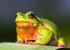 HYLA ARBOREA