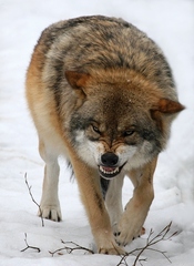 Vlk dravý