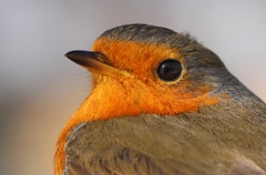 slávik červienka/Erithacus rubec