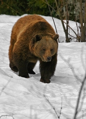 Na zimnej prechádzke