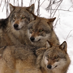 TRIO /Canis lupus / - Vlk dravý