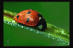 Lienka orosená III.