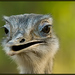 Emu