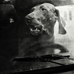 canis automobilus...