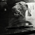 canis automobilus...