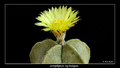 Astrophytum myriostigma