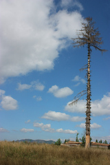 Chudák