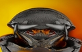 Dorcus parallelipipedus