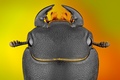 Dorcus parallelipipedus