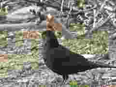 drozdik