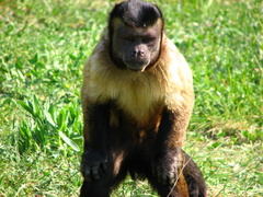Malpa hnedá