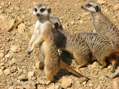 Meerkat manor