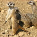 Meerkat manor