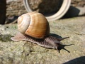 slimačik