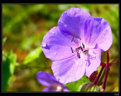 Geranium pratense