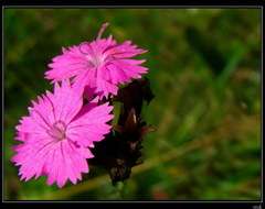 Dianthus carthusianorum