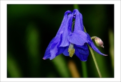 Orlíček obyčajný (Aquilegia vulg