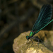 Odonata