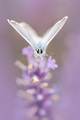 Polyommatus icarus