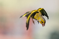 Chloris chloris