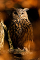 Bubo bubo