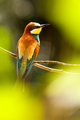 Merops apiaster