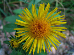 yellow flower