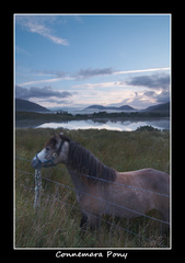 Connemara Pony