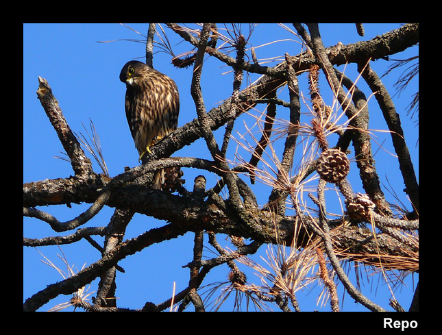 Falco columbarius
