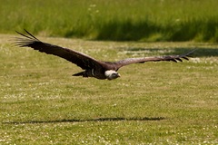 Sup krahujový - Gyps rupelli