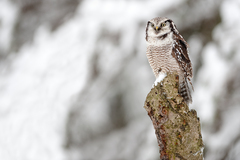 Krahuľa hôrna (Surnia ulula) 