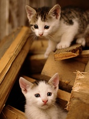 mačacia momentka :)