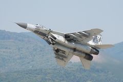 Tiger 01