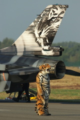 Tiger meet...doslova :-)