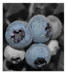 blueberries