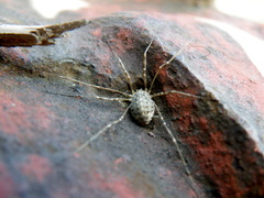 pavuk