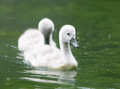 mlade labutie jazero