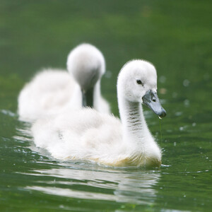 mlade labutie jazero